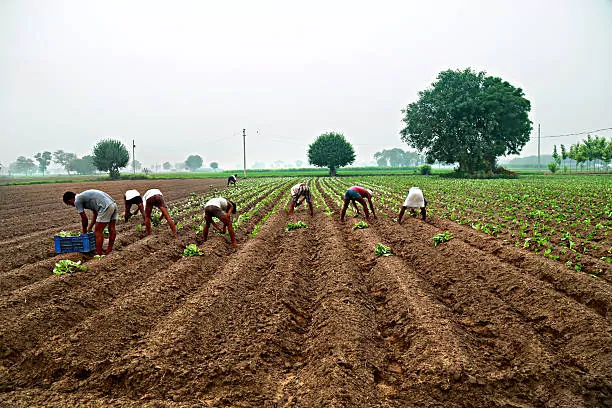 PhD-in-agriculture