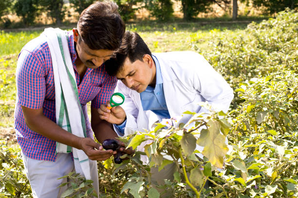 PhD in agriculture